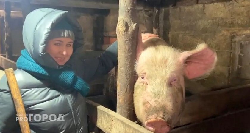 Многодетная семья из Урмар растит свиней и живет в достатке: “Работы не так много"