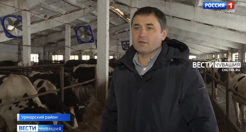 Фермер из Урмарского района завел 600 коров и хочет, чтобы молодежь оставалась на селе