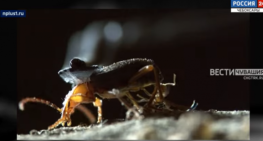 В Чувашии завелся жук, стреляющий 100-градусной жижей 