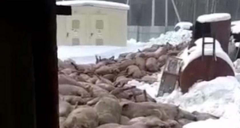 На свиноферме в Марий Эл погибло 1500 свиней