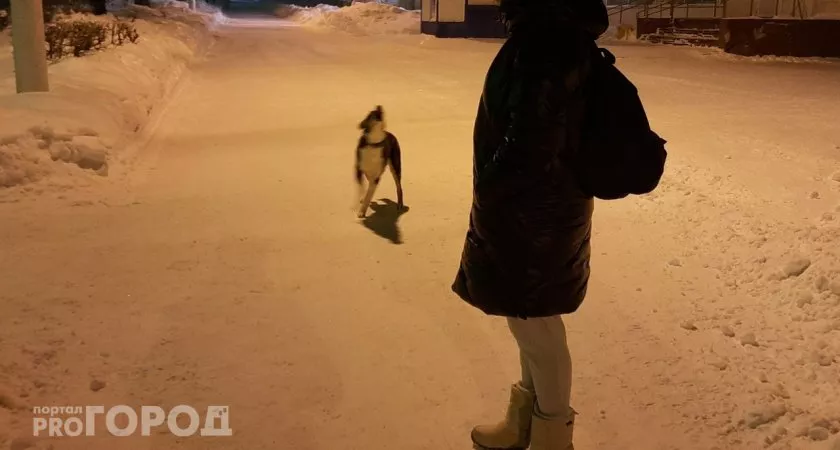 Фото к статье: Власти Ядринского района заплатили жительнице 10 тысяч из-за злой собаки
