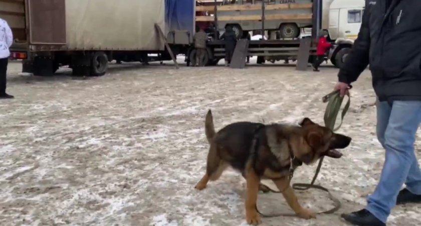 Жители Канашского района отправили на СВО служебную собаку: "Будет искать раненых"