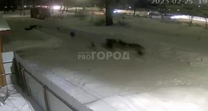 Фото к статье: В Канаше большая стая псов набросилась на женщину: "Отбивалась пакетом"