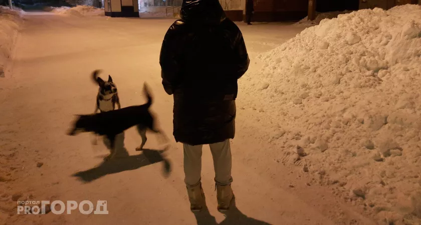 Фото к статье: В Новочебоксарске потратят по 7 тысяч рублей на одну бездомную собаку