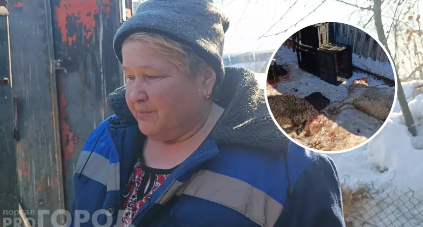 Фото к статье: В Лапсарах стая собак загрызла овец: "Страшно выйти даже в огород"