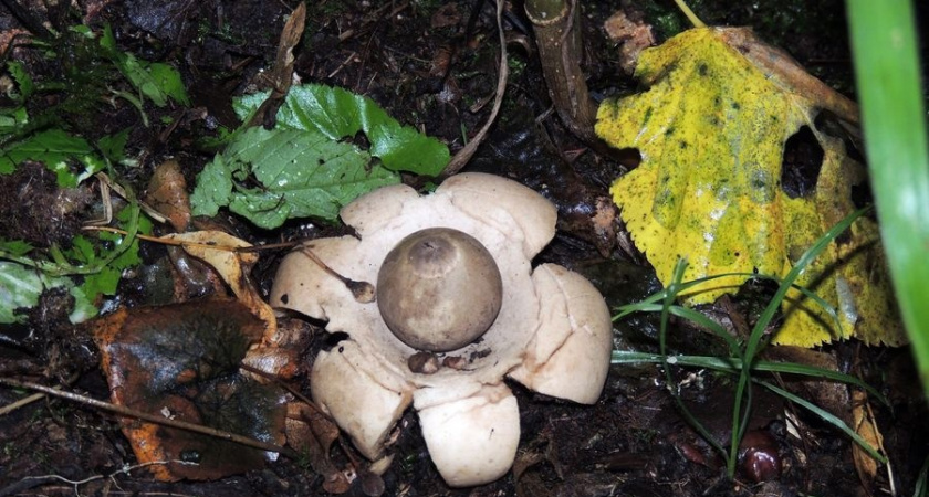 В Чувашии обнаружили гриб-звездочку, предвещающий сверхъестественные события