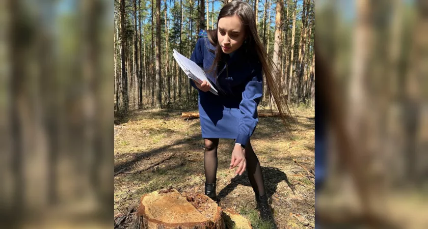 Фото к статье: Прокуроры Чувашии вышли в лес на обследование пеньков