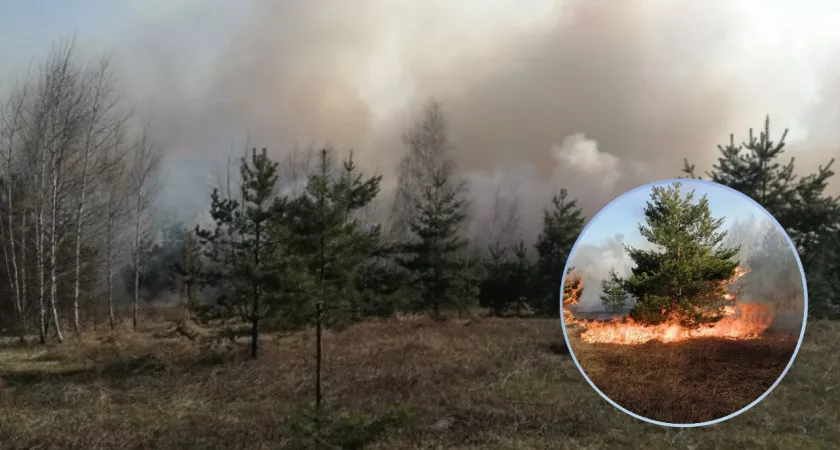 Фото к статье: В Вурнарском районе загорелась трава: сильный ветер погнал пламя в сторону леса