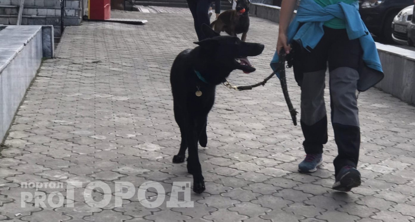В Чебоксарах устроят собачий парад с концертом на Заливе