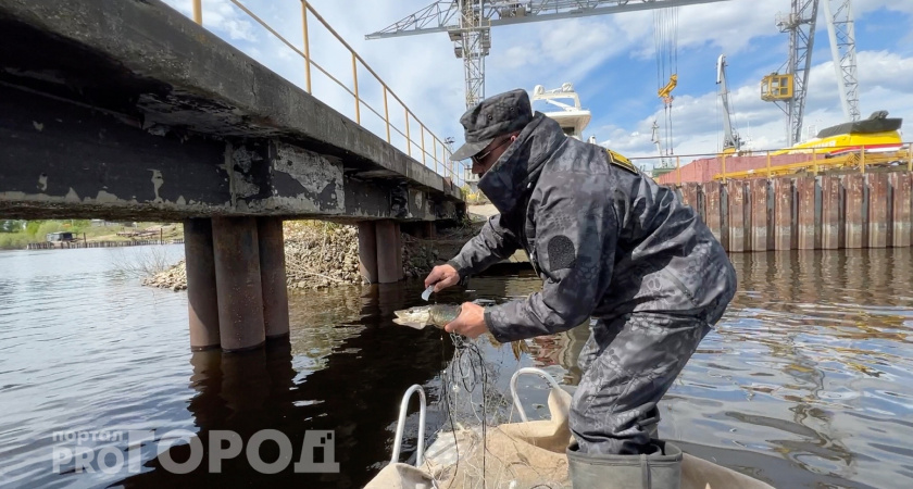 Рыбоохрана Чувашии устроила облаву на Волге: "Жуликов всегда хватает"