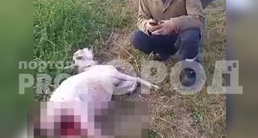 Бродячие собаки распотрошили мирно пасущуюся козу на окраине Новочебоксарска