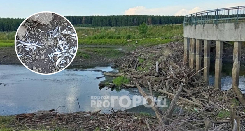 В Чувашии на границе с Татарстаном в реке погибла рыба
