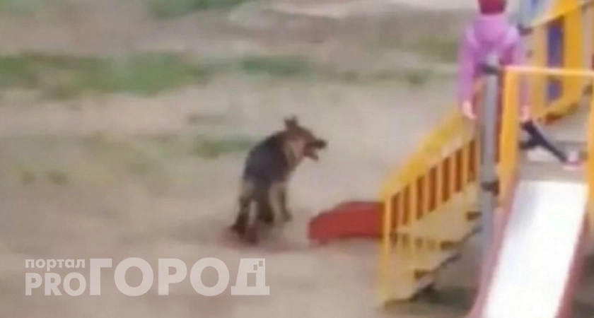 Фото к статье: В Чувашии собака на самовыгуле искусала ребенка: с владельцев животного требуют деньги