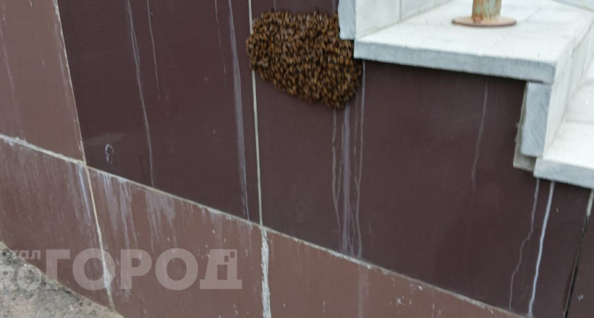 В Чебоксарах рой пчел облепил вход в "Пятерочку"