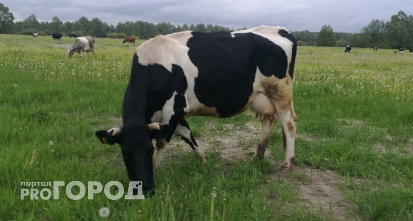 Николаев утвердил стратегию развития животноводства: коровы дадут больше молока