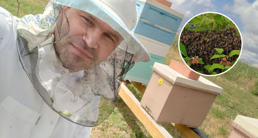 Пчеловод в пятый раз поймал бездомный рой пчел в аномальном месте Цивильского района