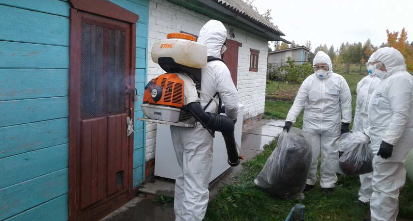 Больного чумой кабана нашли в Шемуршинском районе