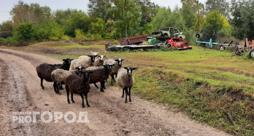 Более 30 овец сгорело из-за грозы в селе Чувашские Алгаши