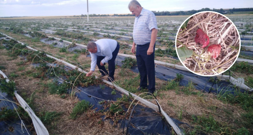 Ураган уничтожил поля клубники у фермеров в Комсомольском районе