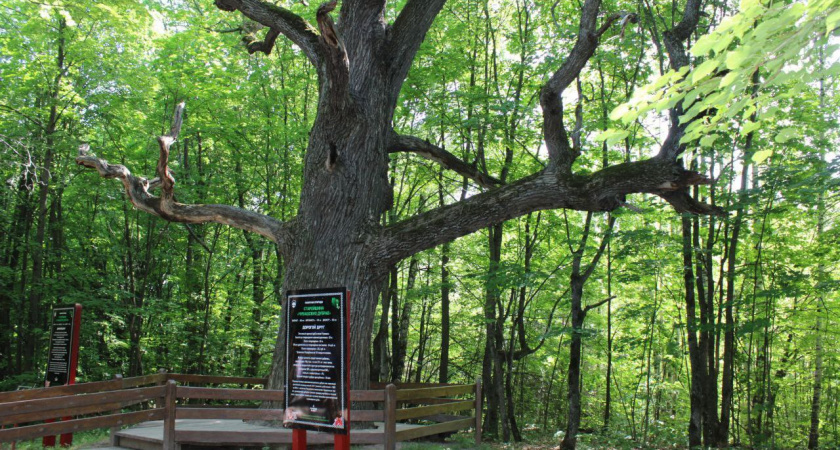 Чувашский дуб признали Российским деревом 2023 года