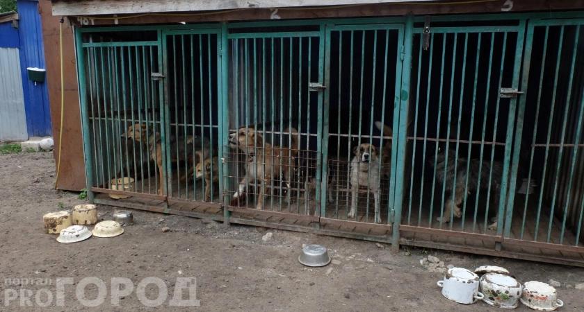 Фото к статье: Николаев призвал к бережному отношению с животными после нападения собак на индюков