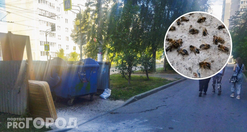 В чебоксарском дворе рой пчел высадился на площадку под мусорные контейнеры