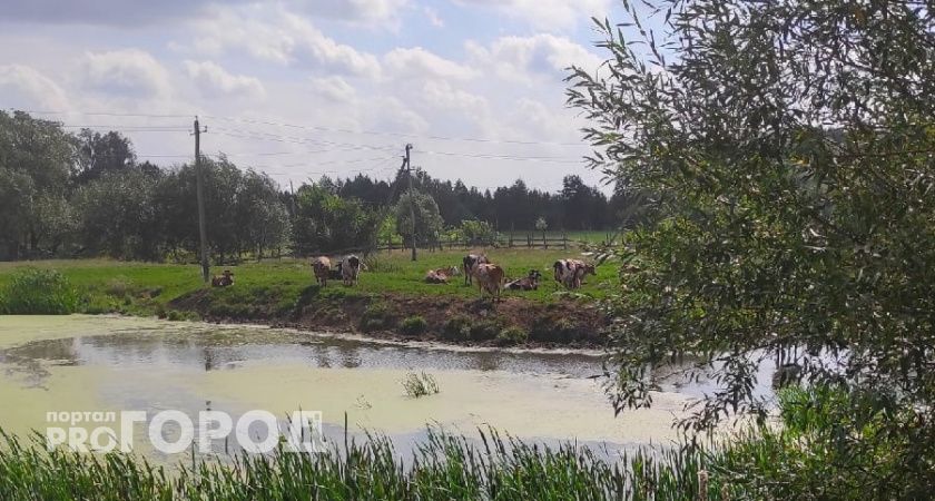 Молодой фермер-проныра из Канашского района получил субсидии на коров, а проверка их не нашла