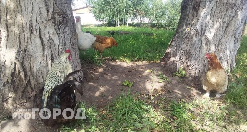 Куриный переполох: как в Чувашии две соседки повздорили из-за пяти несушек