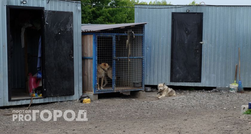 Жительница Чувашии отсудила у администрации компенсацию за укус бродячей собаки