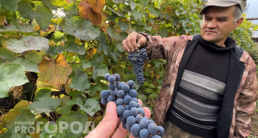Выращивание и уход за виноградом в Чувашии