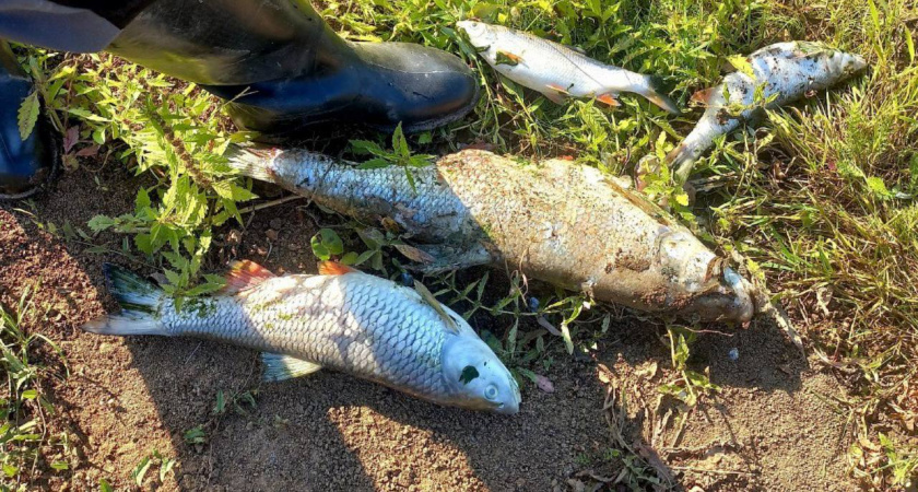 В одной из рек Чувашии рыбаки заметили массовую гибель рыбы