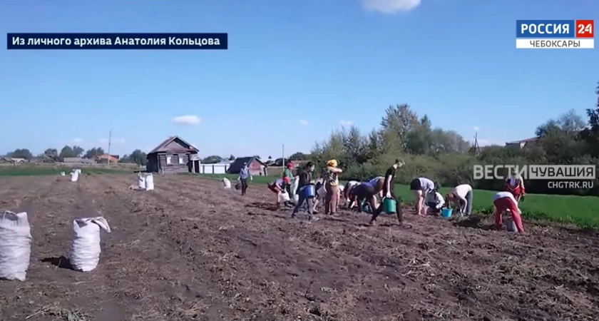 Фото к статье: Жители одного из сел Батыревского района вырастили для военных 20 мешков картошки