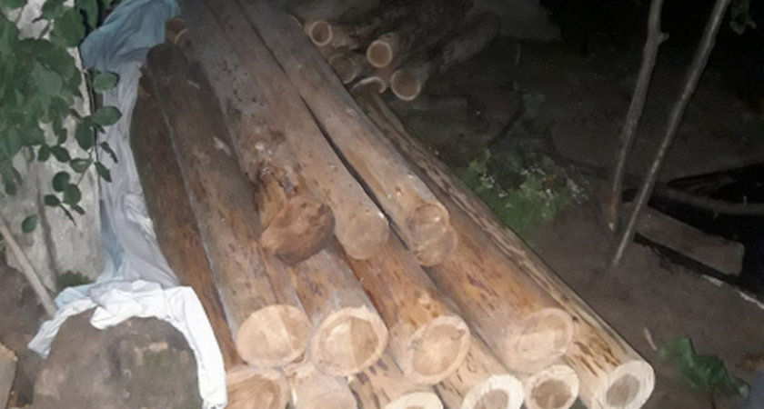 В Чувашии парень незаконно вырубал лиственницу, липу и сосну: хотел научиться деревообработке