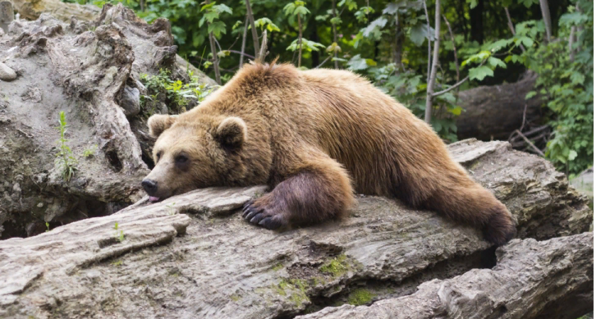 Нейросеть защитит жителей Крайнего Севера от неожиданных встреч с бурыми медведями