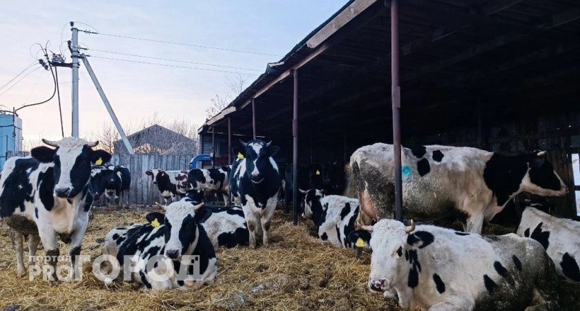 В Чувашии можно получить деньги от государства на покупку коровы, козы и не только