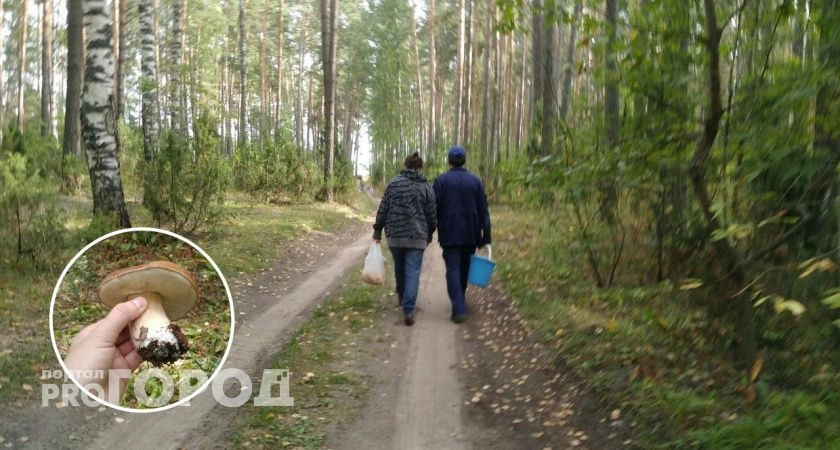 Фото к статье: Под страхом загреметь за решетку: какие грибы запрещено собирать с 12 октября