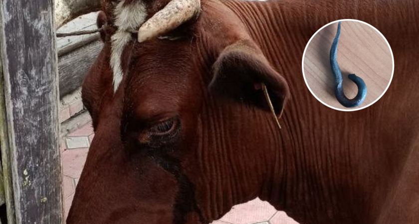 Ветеринар из Чувашии вытащил из глаза коровы огромный железный крюк