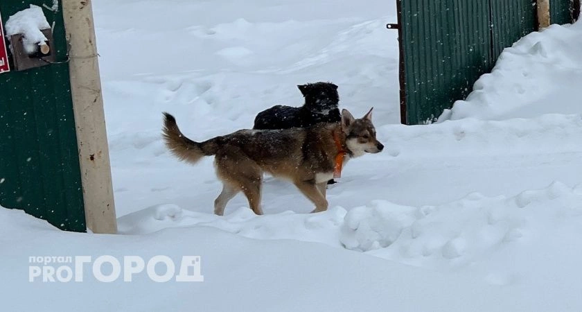 Фото к статье: Кусачая собака обошлась району Чувашии в круглую сумму из-за пострадавшего ребенка