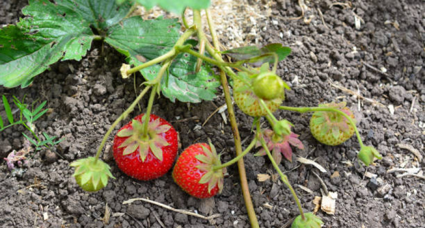 Посадите это растение рядом с клубникой и устанете варить варенье и есть ягоды