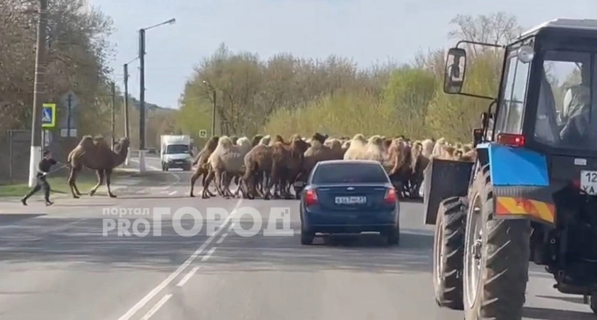 Фото к статье: В Чувашии заметили около полусотни верблюдов, которые переходили автодорогу