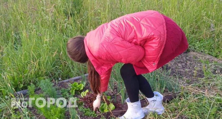 Не переусердствуйте с лопатой: главные советы дачникам, чтобы не надорвать спину