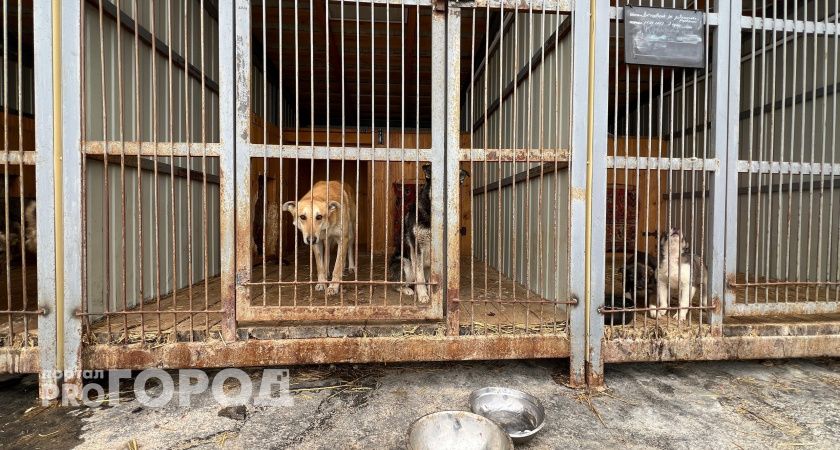 В Чебоксары съедутся мэры Поволжья и обсудят бездомных собак