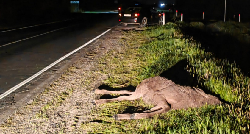 В Чувашии Toyota Corolla сбила лося: машина вдребезги, есть пострадавшие
