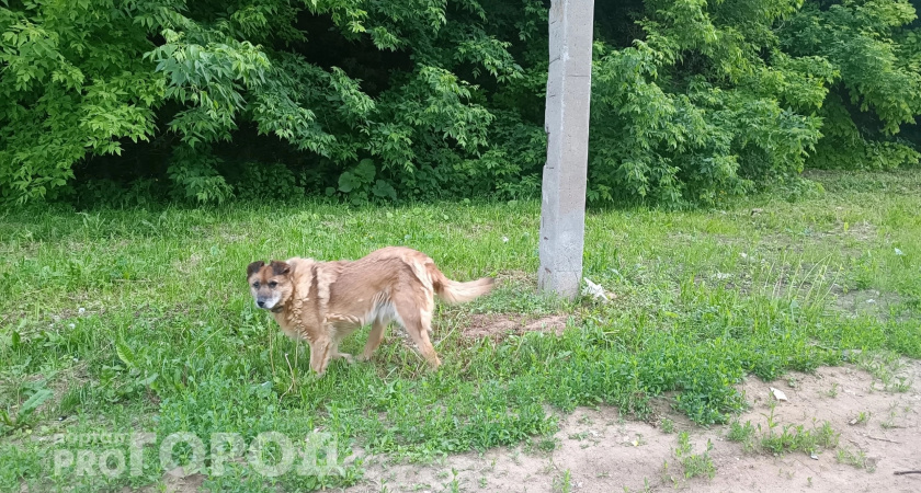 В Красноармейском районе чиновники заплатят за то, что собака искусала ребенка на улице