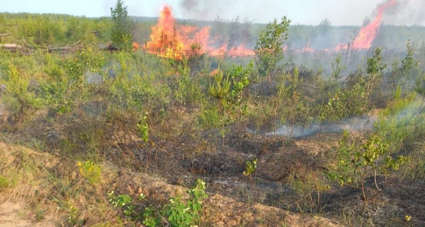В Чебоксарском районе из-за атмосферного явления начался пожар в лесу