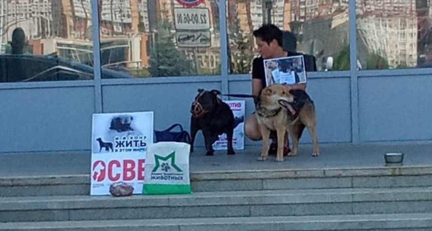 В Чебоксарах зоозащитница устроила одиночный пикет против эвтаназии бездомных животных