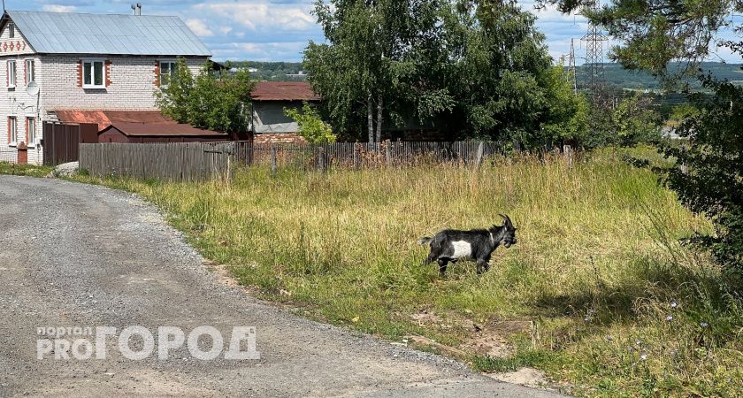 Каникулы внучки в чувашской деревне обошлись бабушке в полмиллиона рублей