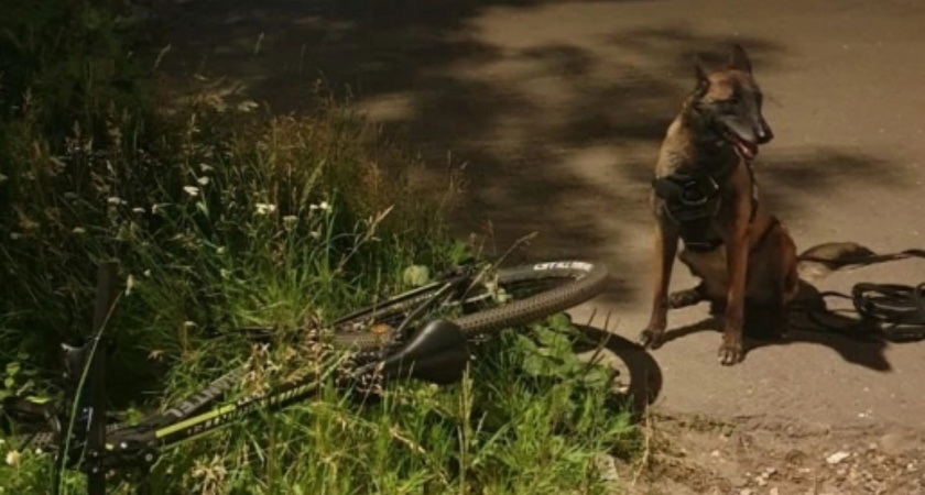 В Канаше собака помогла найти полицейским похищенные велосипеды