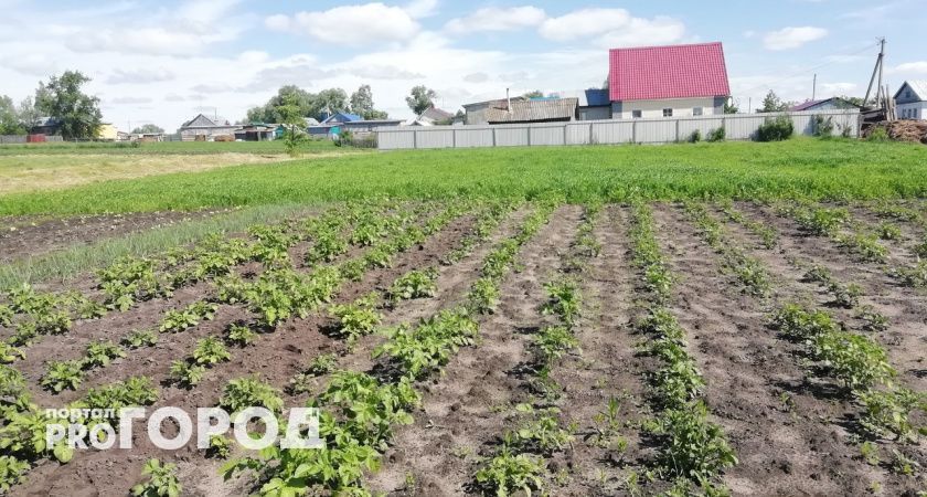 Настойка из колорадских жуков: от них останутся только сияющие следы