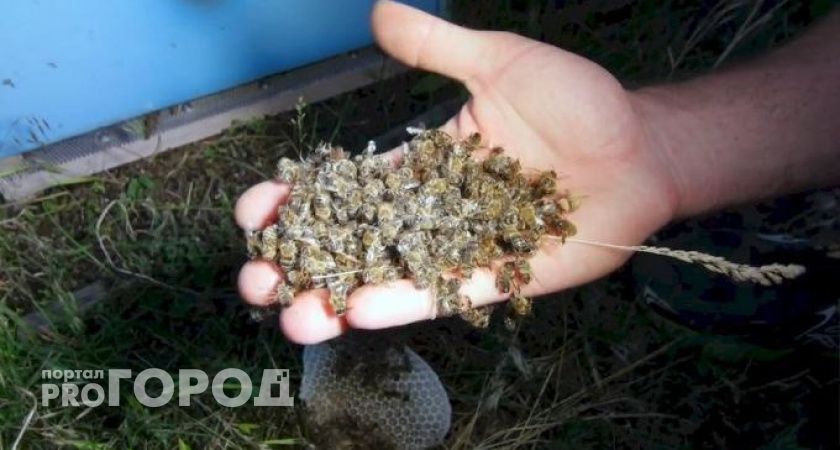 В четырех деревнях Чувашии массово гибнут пчелы из-за обработки полей химикатами